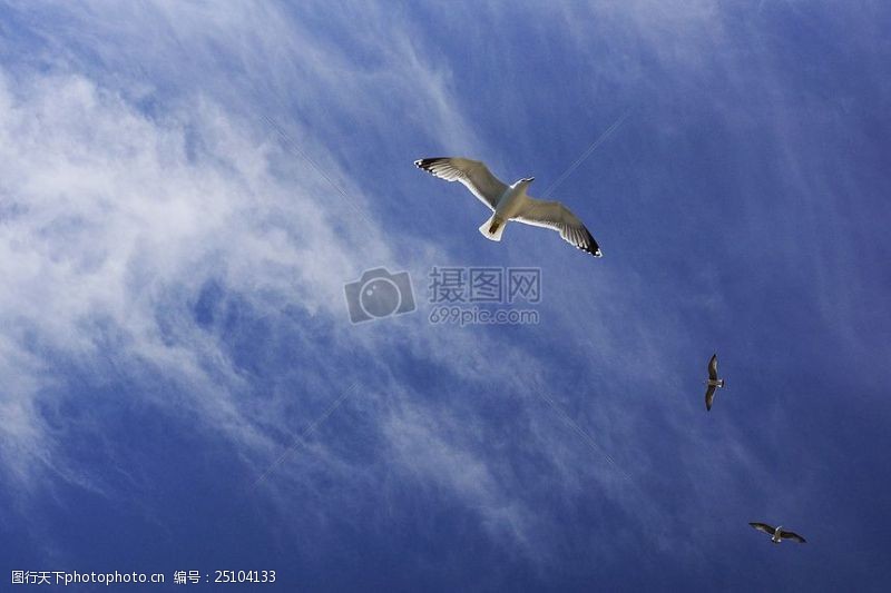 相卷飞翔的海鸥碧水蓝天相云卷云