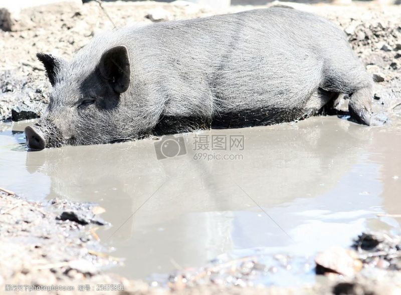 一家人在上一个农场泥中打滚的猪宝宝