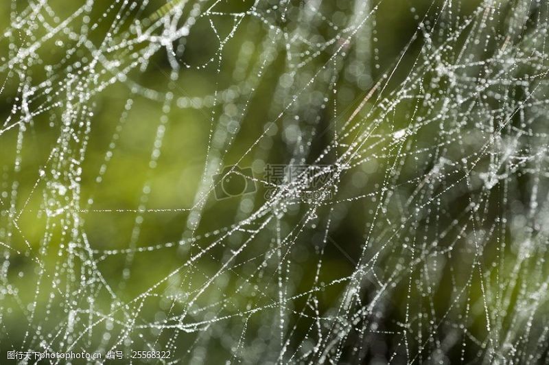 交错缠绕的蜘蛛网