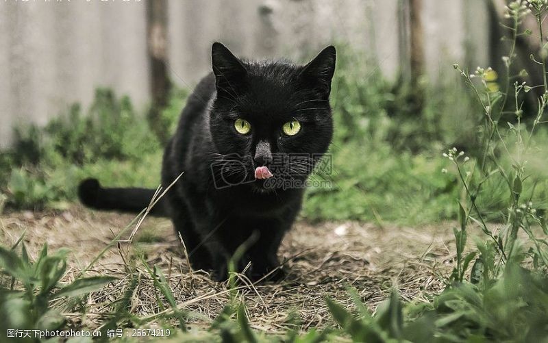 散步可爱的黑色小猫
