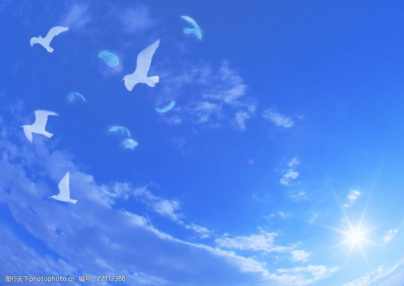 高清白鸽蓝色天空高清图片
