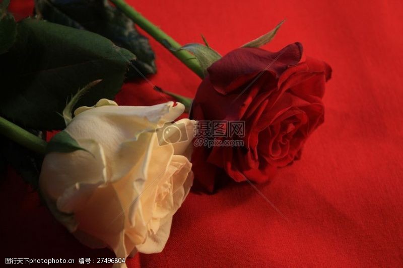 气候两朵漂亮的玫瑰花