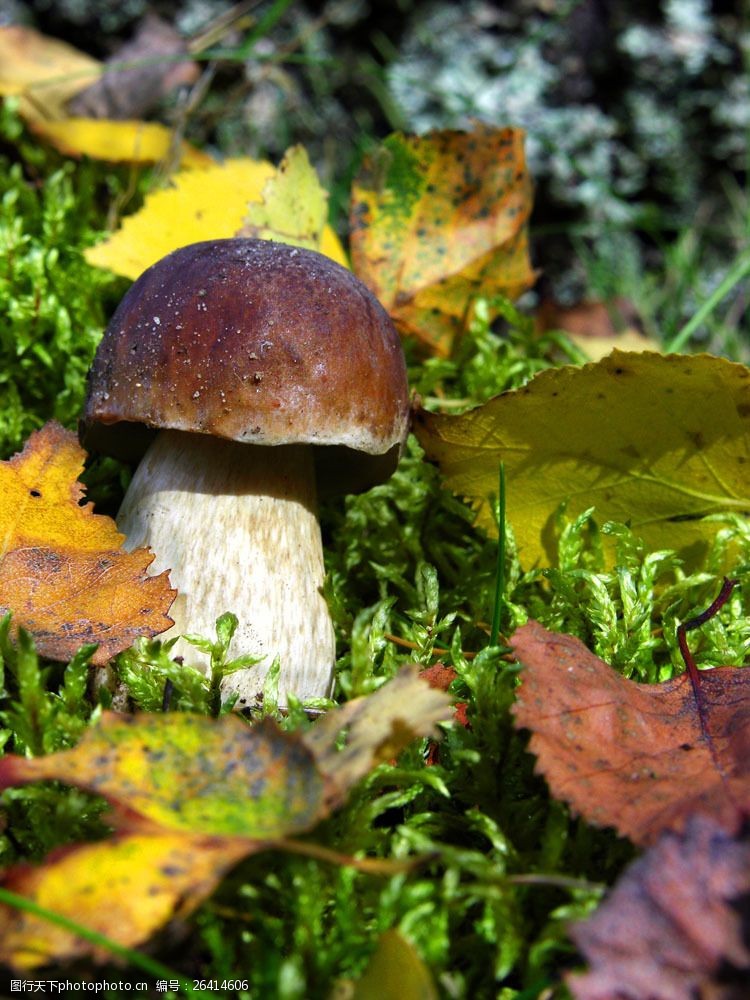 蘑菇菜落叶与香菇图片