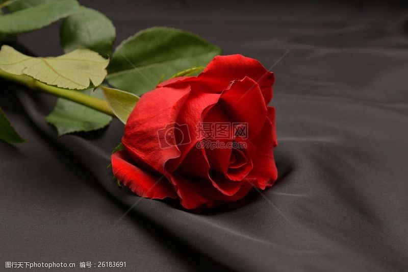 征婚象征爱情的玫瑰花