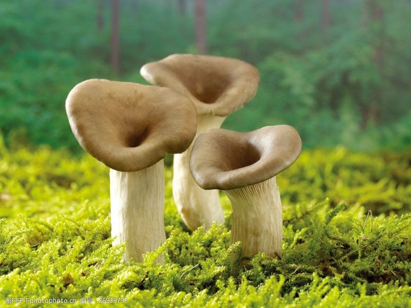 菜地生长在草地上的三个蘑菇图片