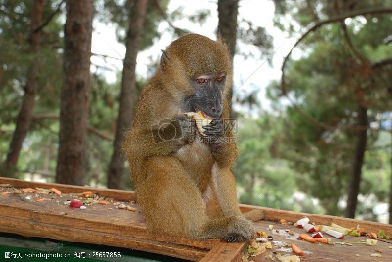 树桩猴猴子吃一个苹果