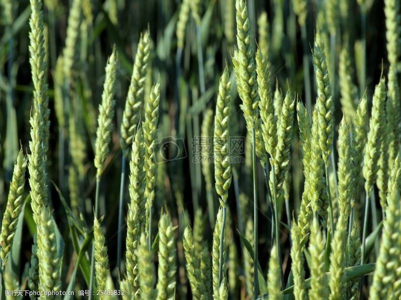 绿色农业快要成熟的麦子