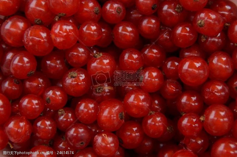 密集的球密集的红色浆果