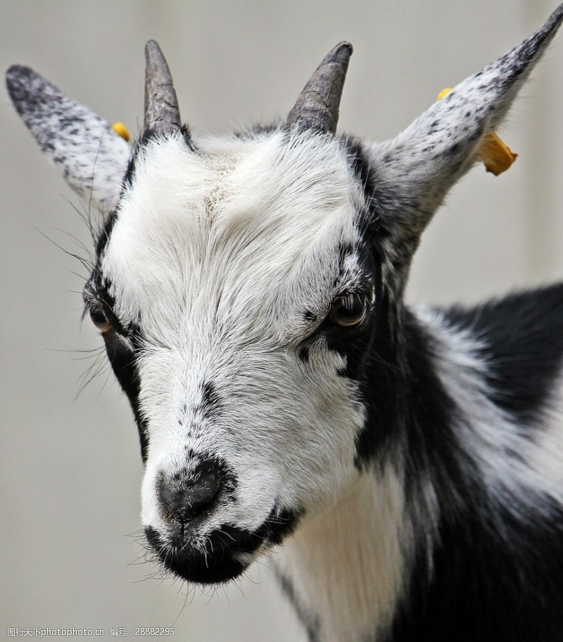 山羊仔图片免费下载 山羊仔素材 山羊仔模板 图行天下素材网