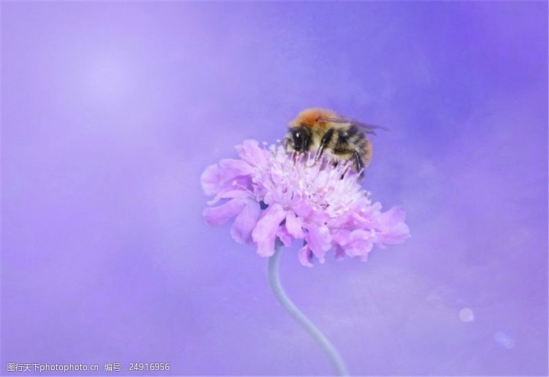 蜜蜂主题采蜜的蜜蜂图片