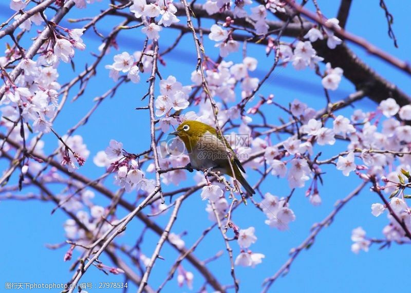 樱桃绣花花朵上的小鸟