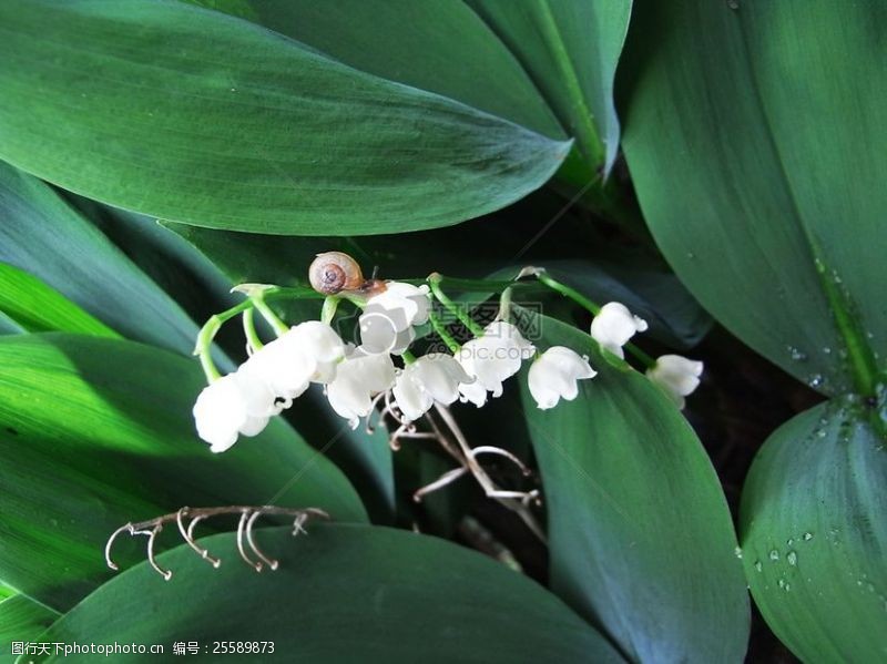 谷中的百合花图片免费下载 谷中的百合花素材 谷中的百合花模板 图行天下素材网