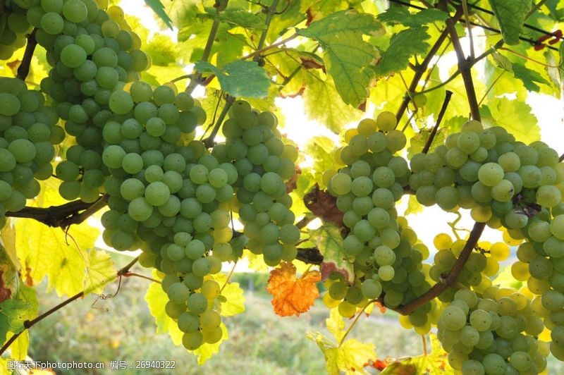 丰收的葡萄园葡萄藤上的葡萄摄影图片