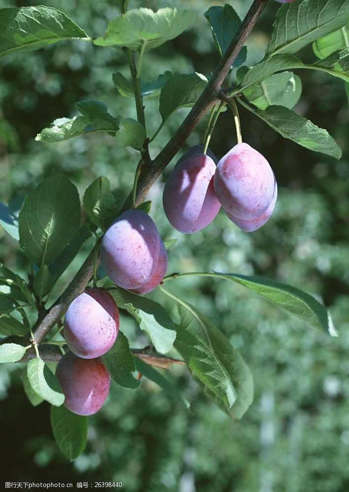 世界美食水果果实李子杏子图片图片
