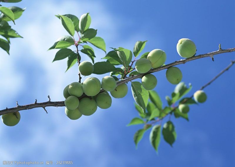 世界美食杏梅图片图片