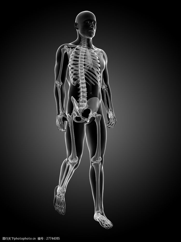 男性骨骼结构图片