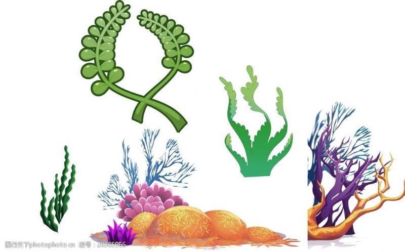 绿色海藻珊瑚海藻