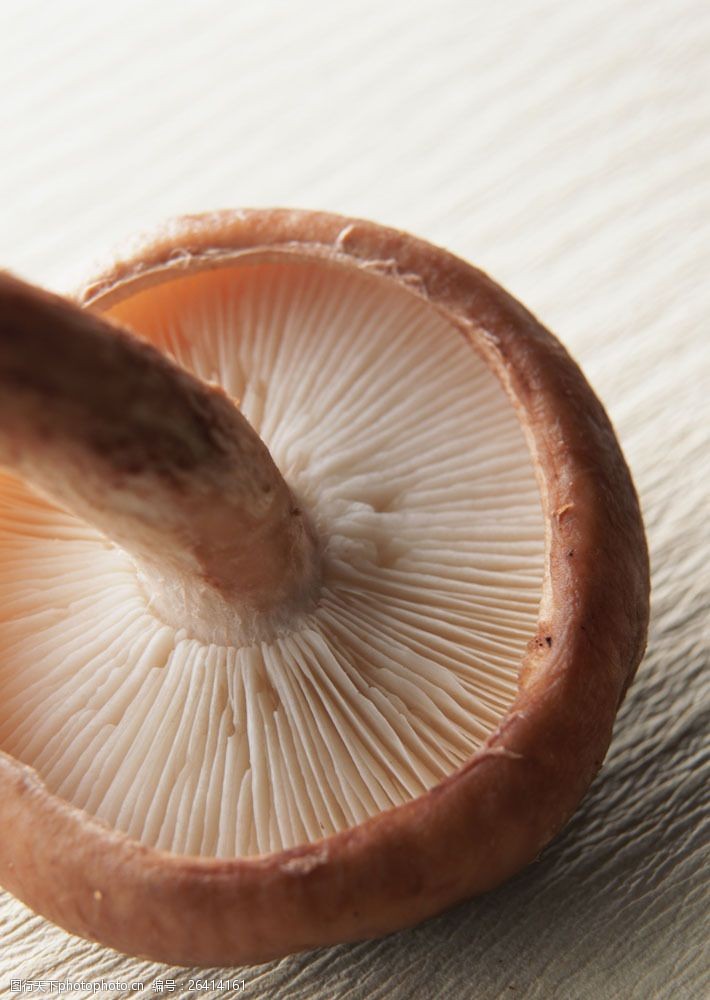 蘑菇菜蘑菇摄影图片