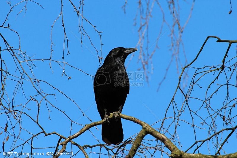 树杈树枝上的黑鸟