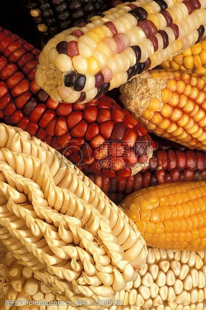 各种色系各种各样的玉米