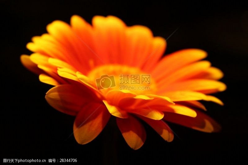 橙色花朵盛开花朵的特写