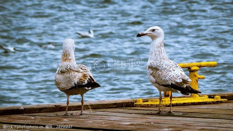 birds白鸟布朗木制码头