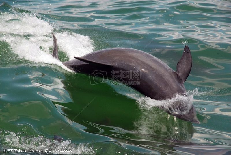墨西哥海豚