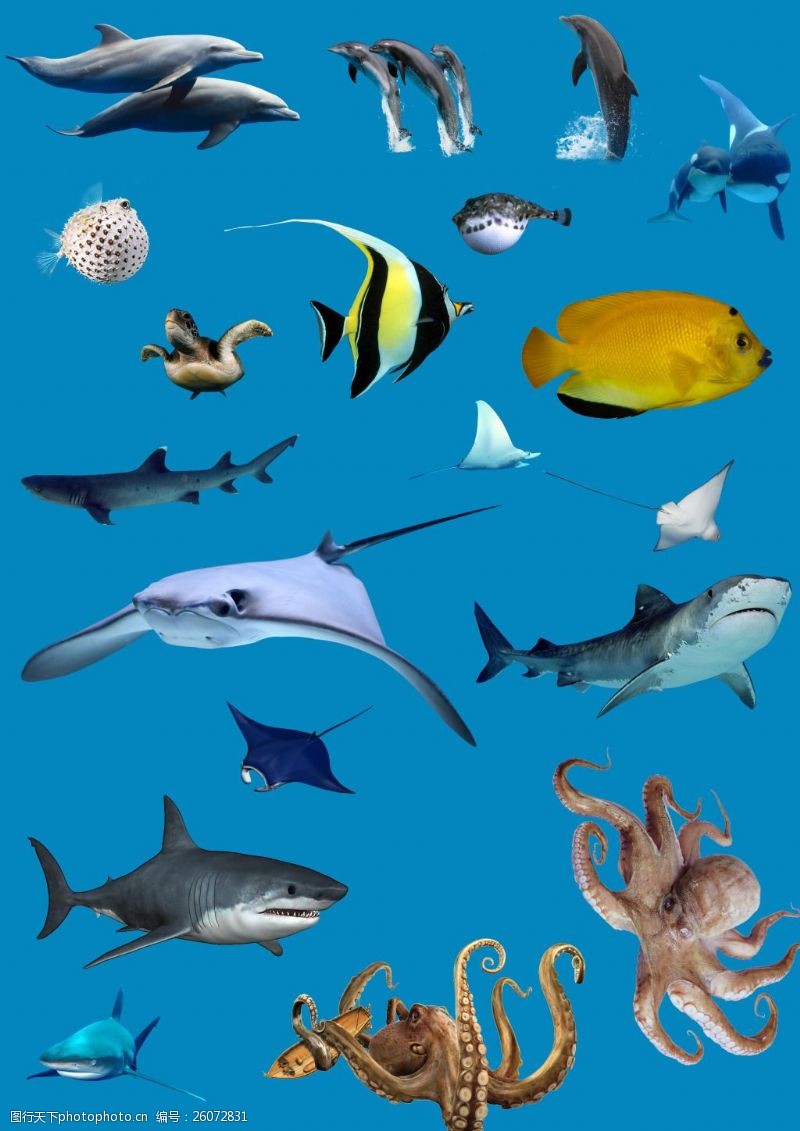 八爪鱼海洋生物素材集合