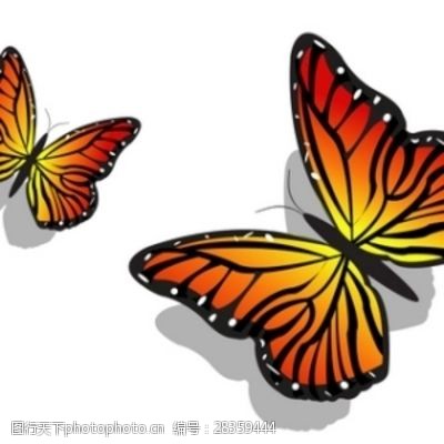各种颜色的蝴蝶一对五颜六色的蝴蝶