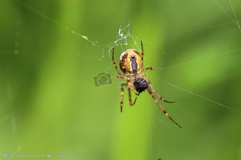 蜘蛛网等待食物上钩的蜘蛛
