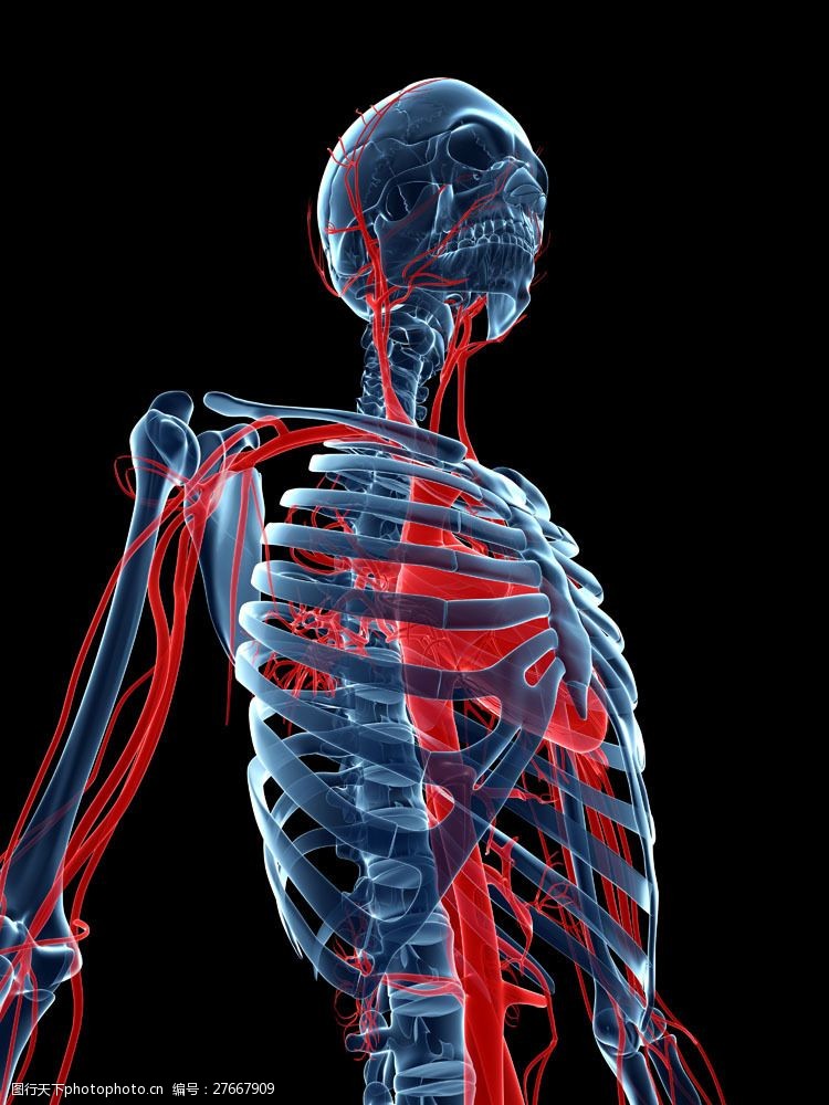 身体器官人体全身血管模型图片