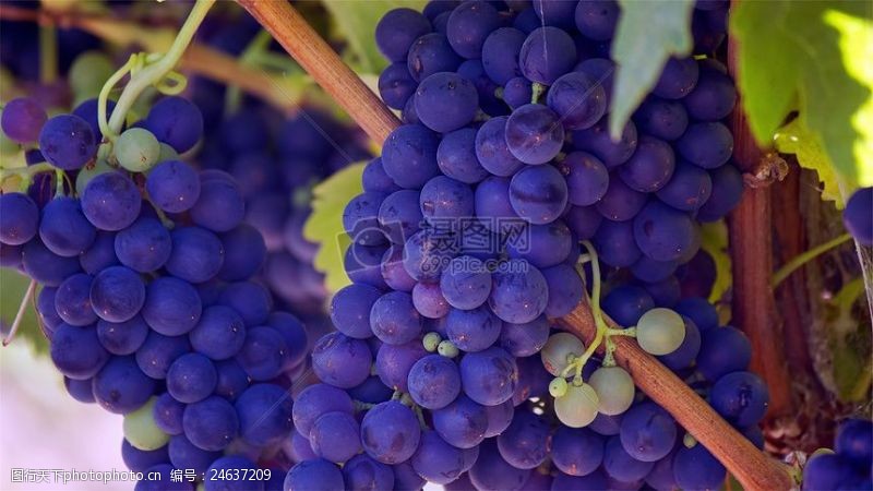 熟透的葡萄熟透了的葡萄