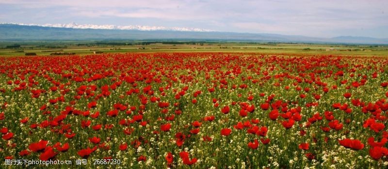 那拉提草原万亩天山红花