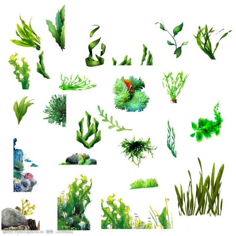 绿色海藻海藻素材