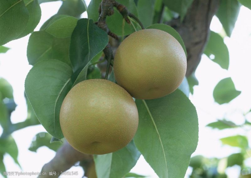 梨图片素材梨树上的梨图片