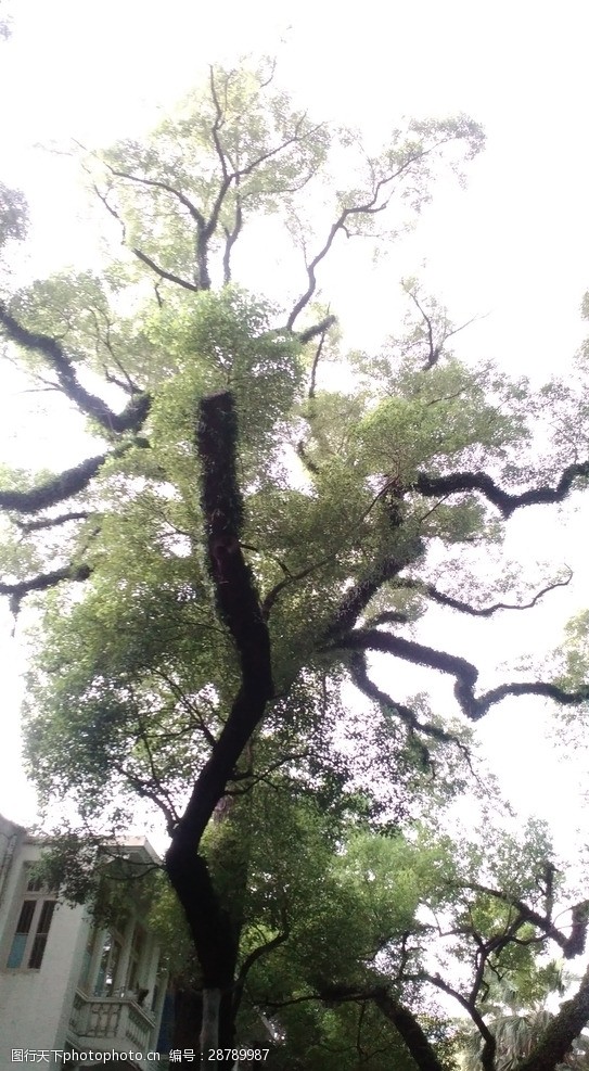 广州沙面树木