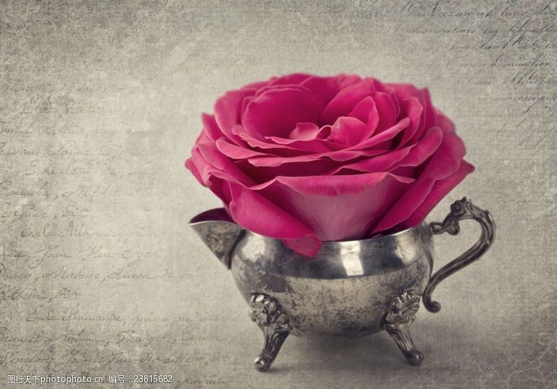 花束素材唯美的玫瑰植物
