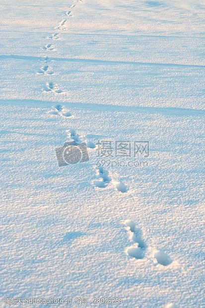 雪地里的动物足迹图片 图行天下素材网