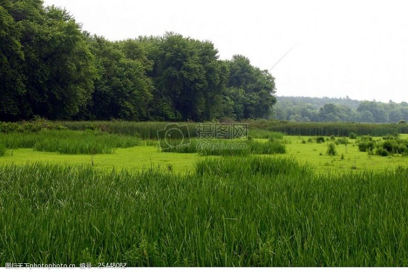 马萨诸塞州夏季湿地