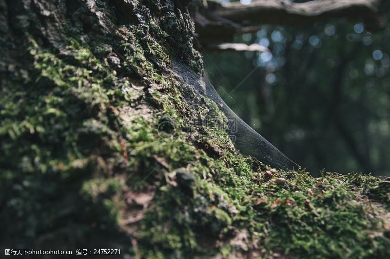 蜘蛛网自然森林苔藓模糊树蛛网蜘蛛