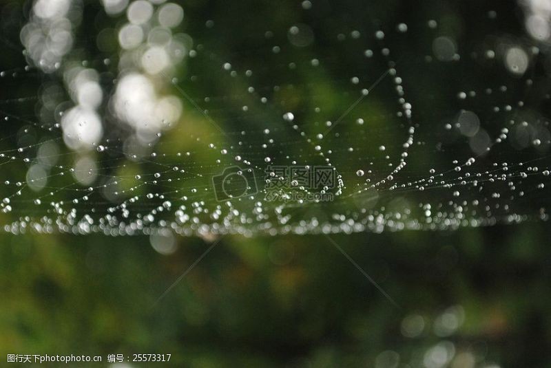白色的蜘蛛网