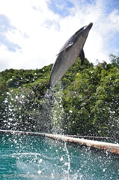 海豚飞跃海豚
