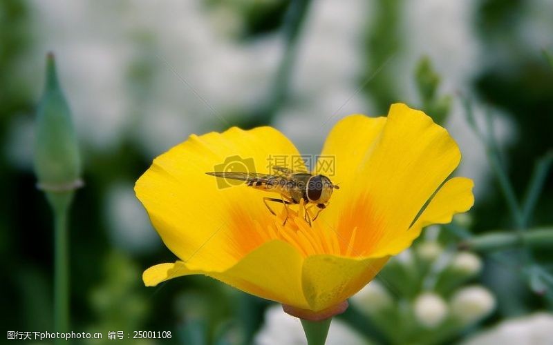 spring蜜蜂Polinating在最前面花