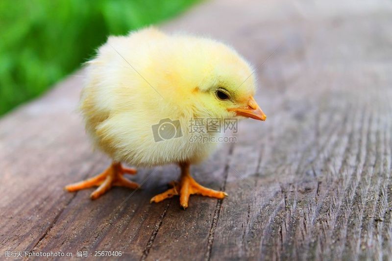 散步木板上的小鸡