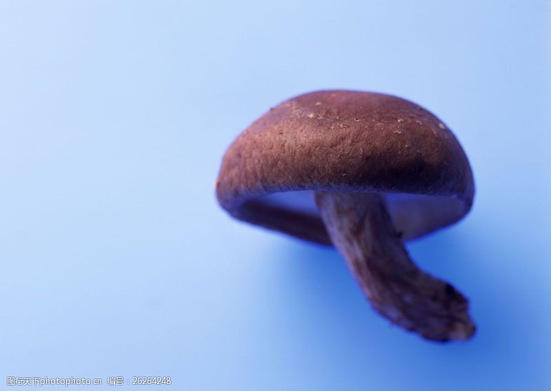 蘑菇菜香菇摄影图片