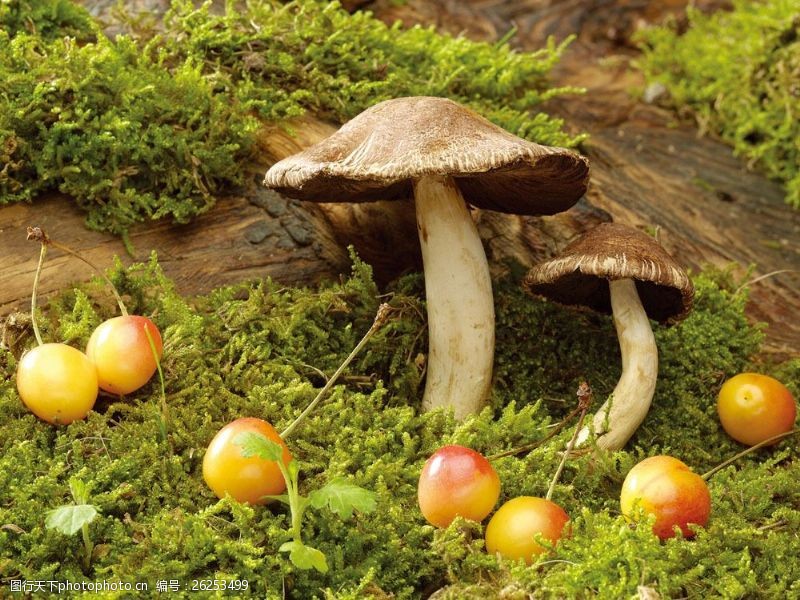 蘑菇菜长在树边的伞菇图片