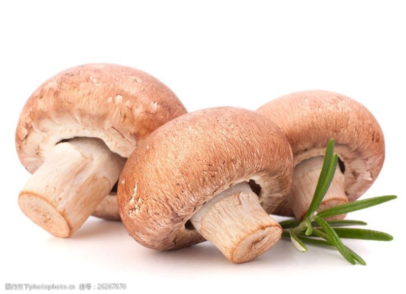 蘑菇菜三个蘑菇图片