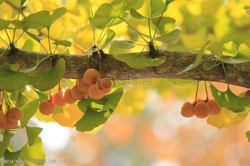黄色叶子树枝上的黄色果实