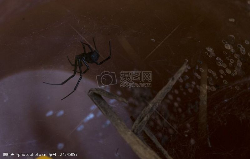 黑寡妇蜘蛛蜘蛛网络黑色寡妇蜘蛛和昆虫