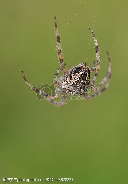 蜘蛛网棕色和白色蜘蛛挂其网站上